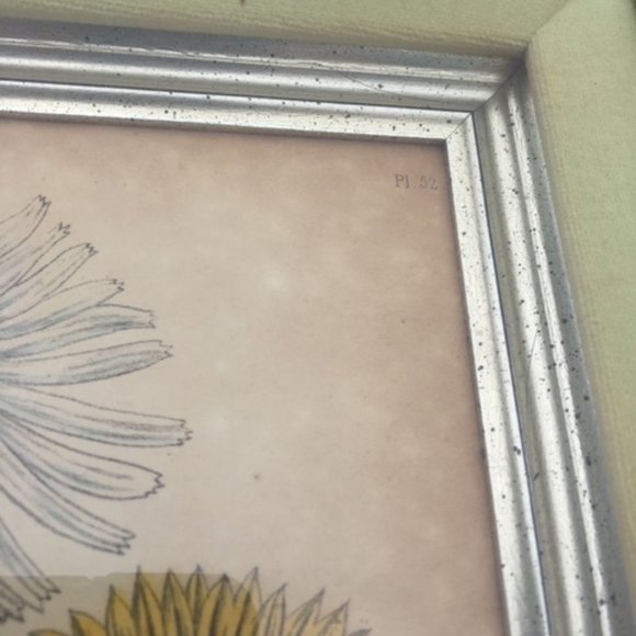 1840 Antique Botanical Yellow Print Framed by Jane Loudon Hand Colored Victorian - Picture 7 of 11